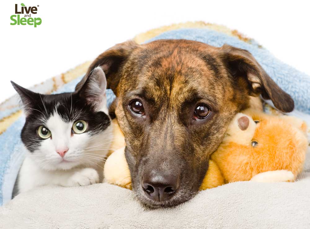 My pet just had an accident on our new mattress, Help!-image