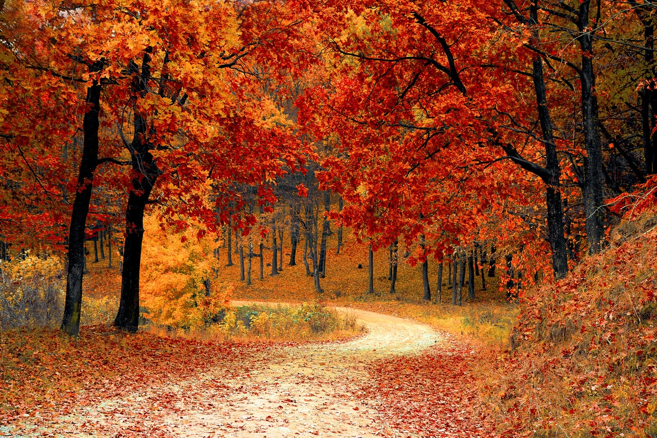 5 Eco-Friendly Activities for Fall